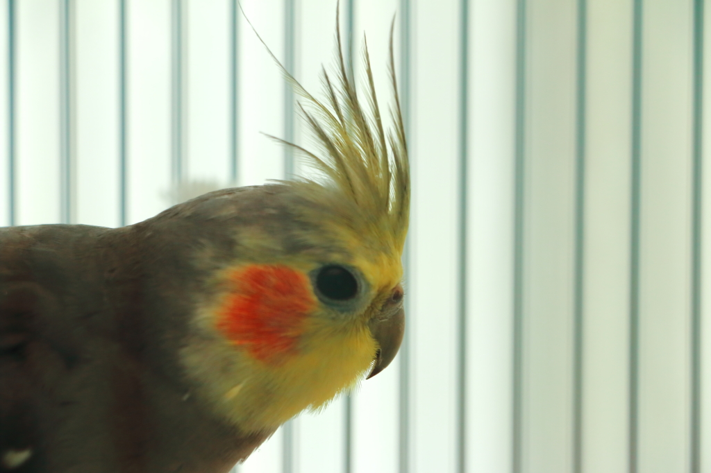 オカメちゃん