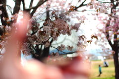 手の中の桜