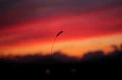 夕暮れ