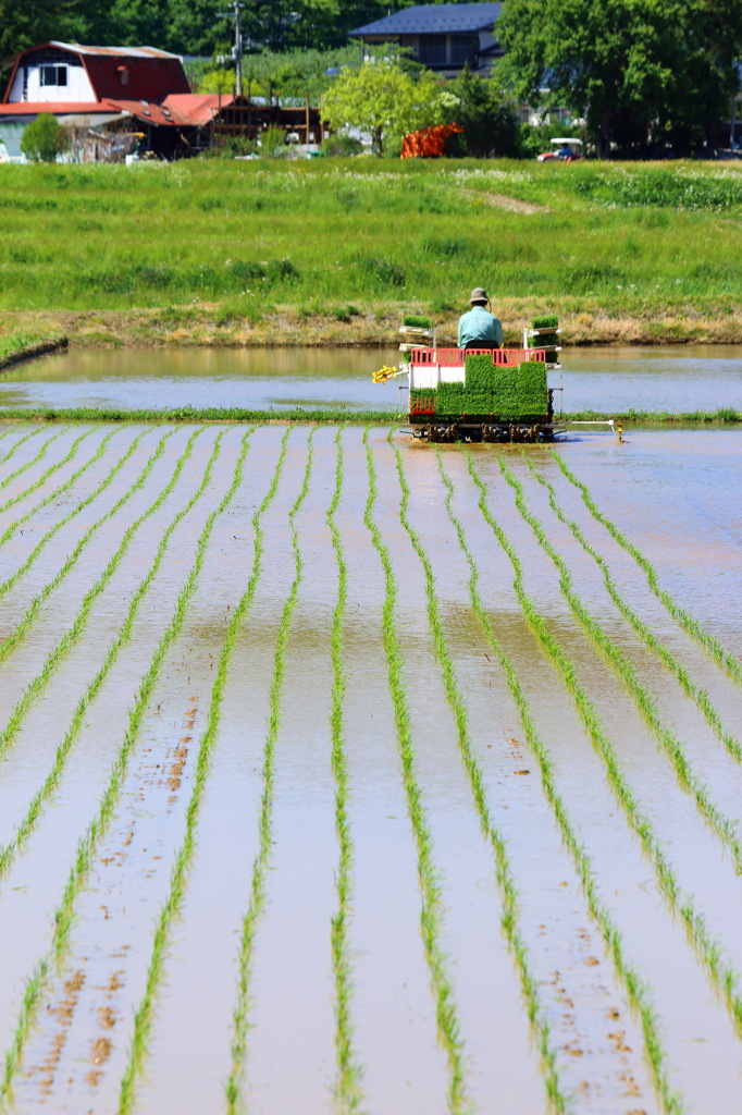 2015 田植えシーズン