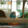 お昼寝 インコ