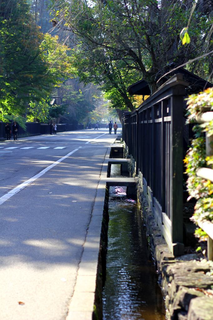 とある朝の散歩道