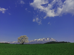 小岩井農場 一本桜と岩手山