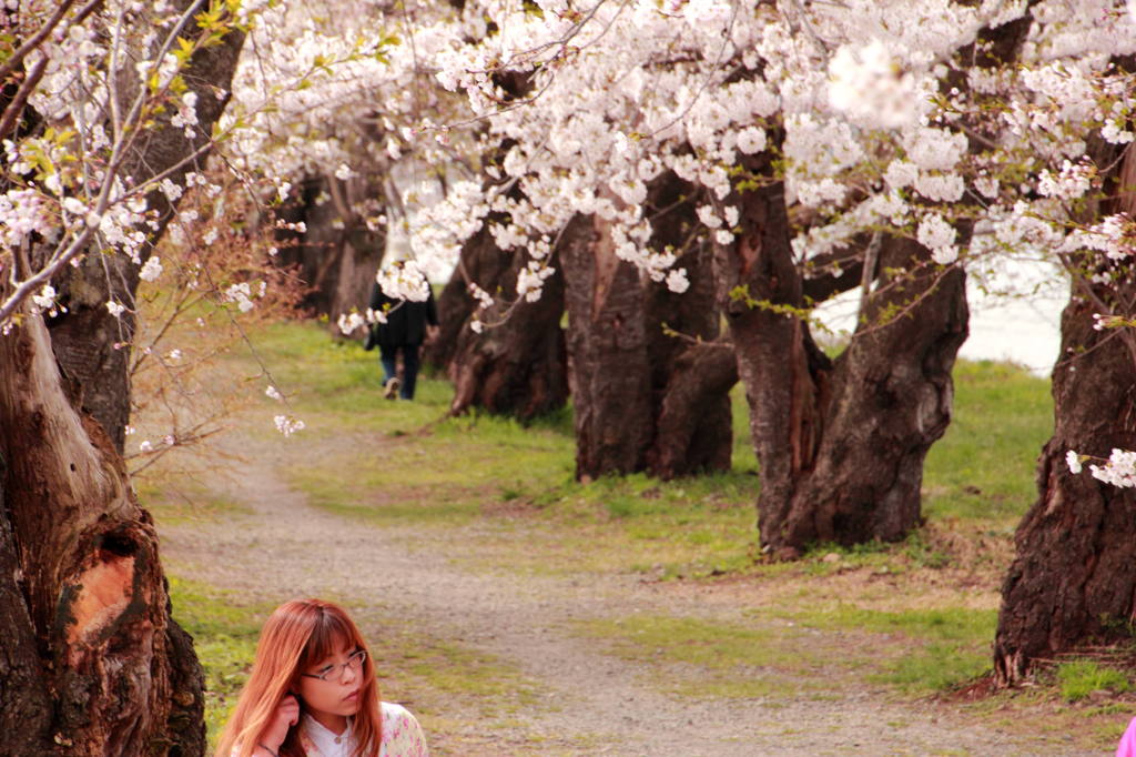 桜の咲く季節