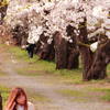 桜の咲く季節