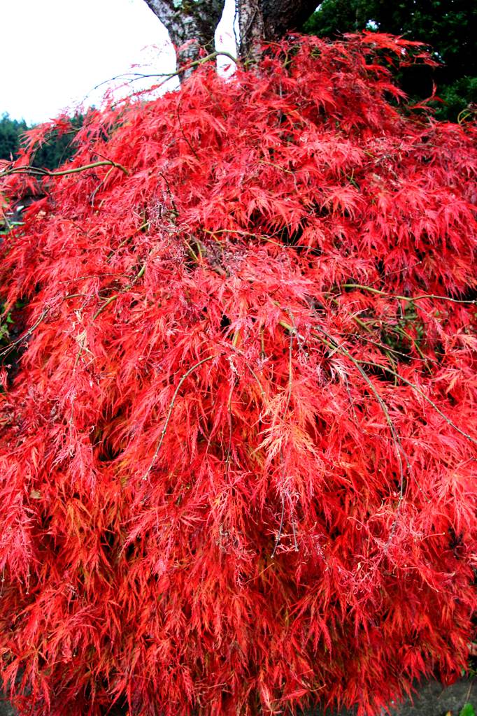 山紅葉