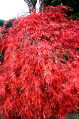 山紅葉
