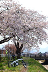 サイクリング桜ツアー