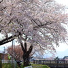 サイクリング桜ツアー