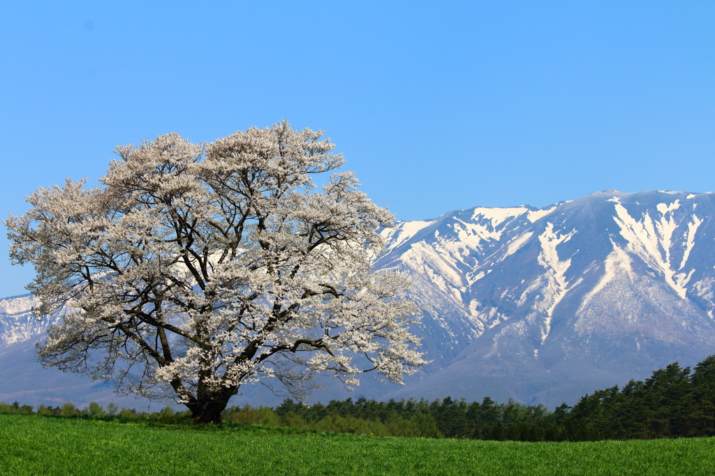 (望遠) 小岩井農場 一本桜と岩手山