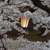 桜の中にある行燈