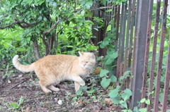 ねこ