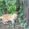 ねこ