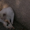 ねこ