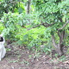 ねこ