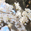 さくら