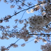 さくら