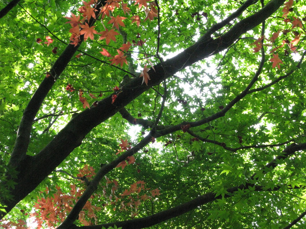 少しだけ紅く