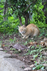 ねこ