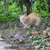 ねこ