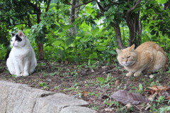 ねこ