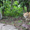 ねこ