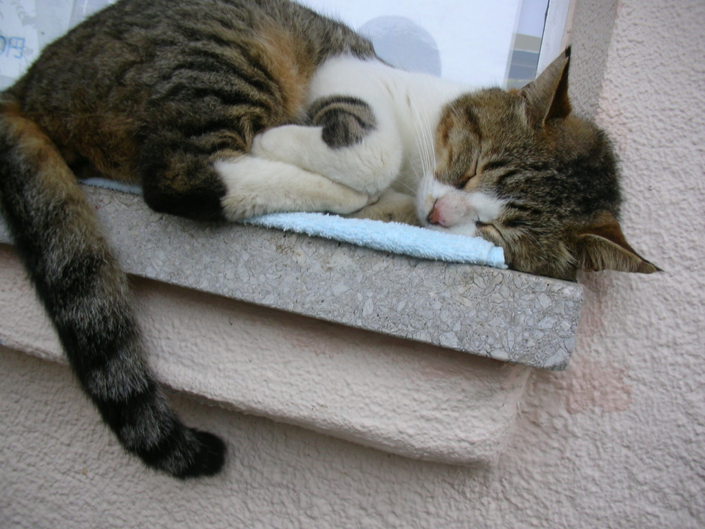 ねこ