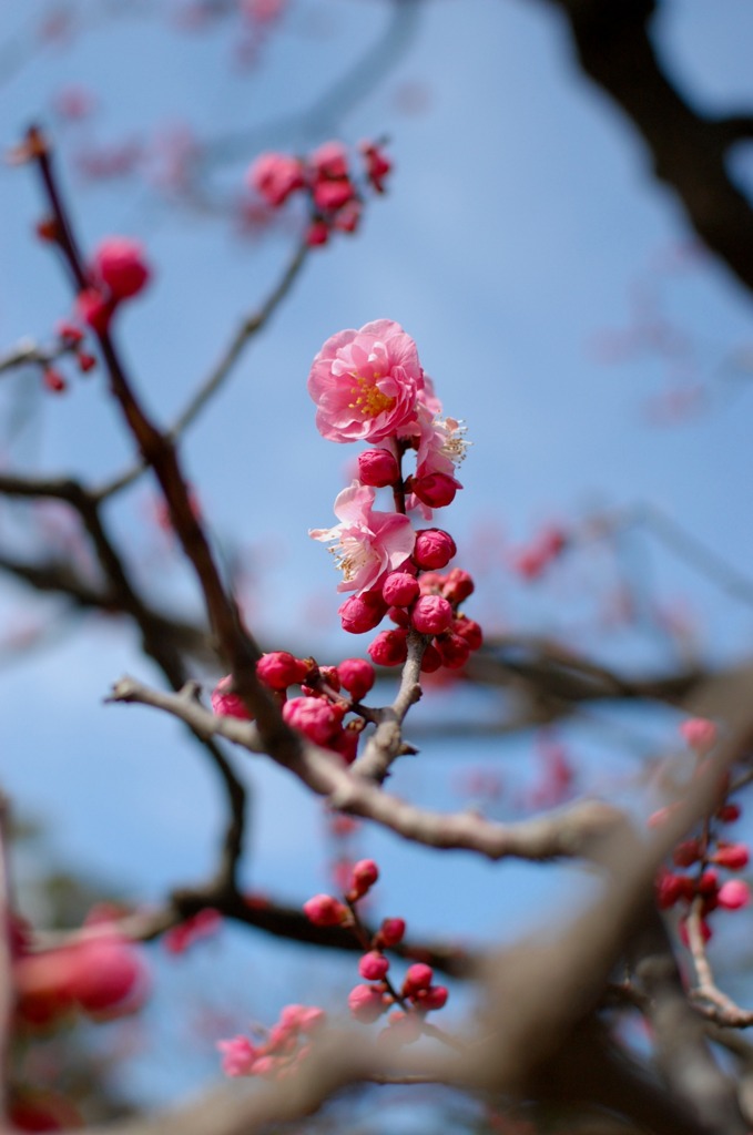 開花