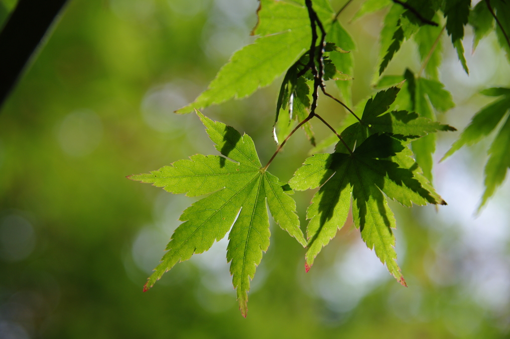 白水滝自然公園