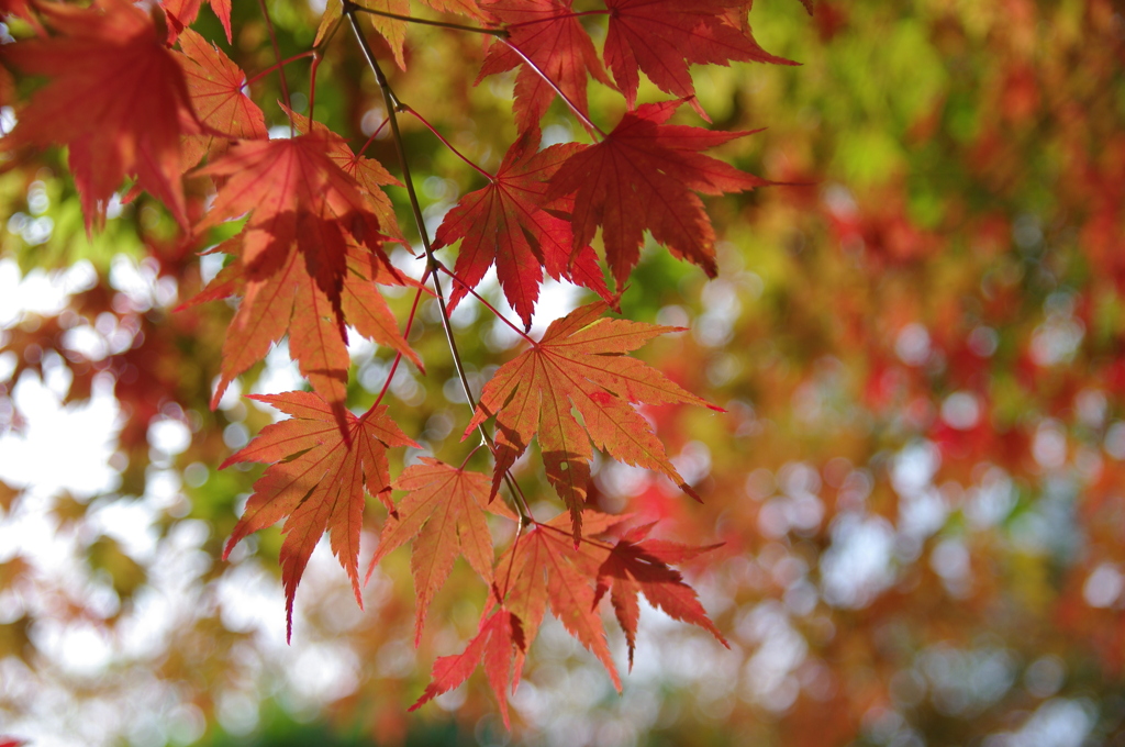 白水滝自然公園