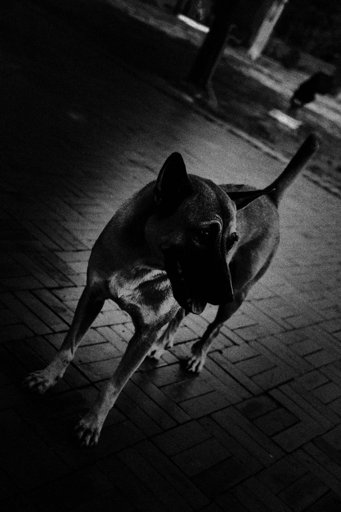 mad dog