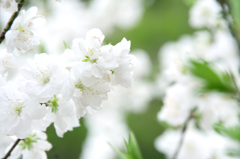 しろいはなもも