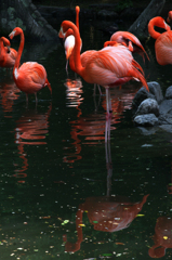 flamingo