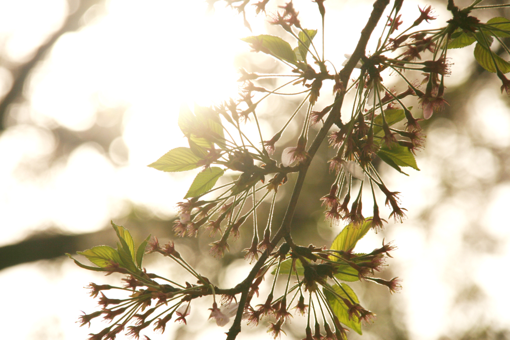 昼下がりの葉桜