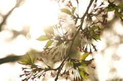 昼下がりの葉桜