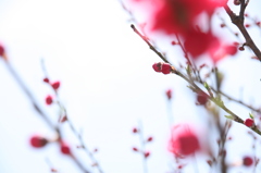 月川のはなもも