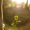 木の芽