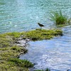 鳥のいる水辺