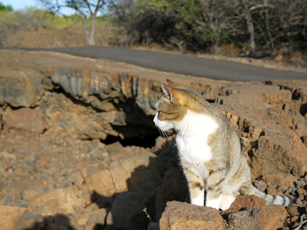 ハワイ島で出会った猫