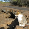 ハワイ島で出会った猫