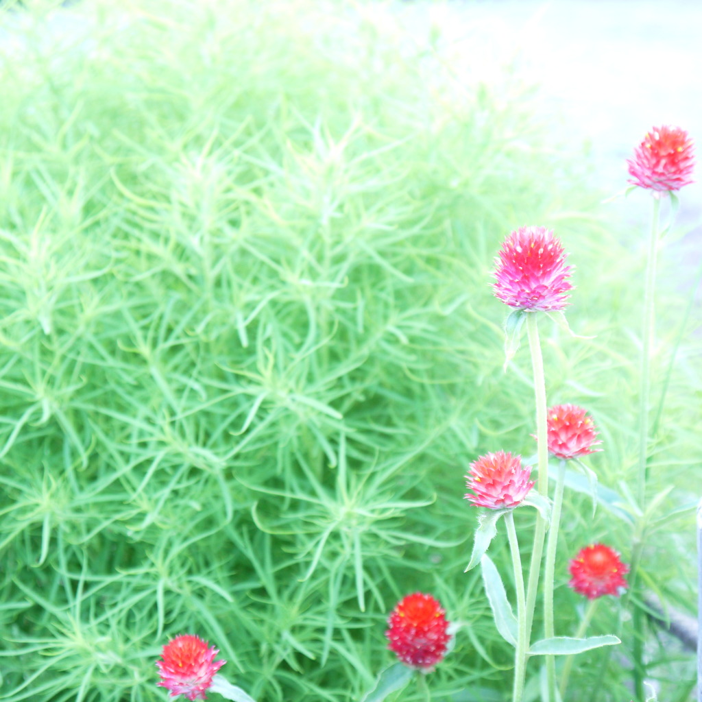 ふわふわな植物 By 珠 Id 写真共有サイト Photohito