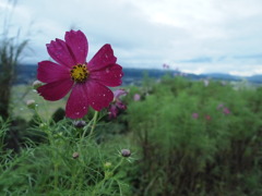 雨上がりの花