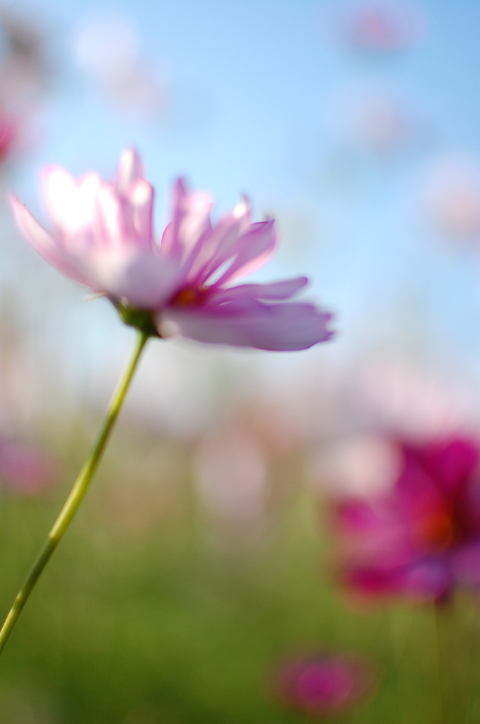 花びらシャワー