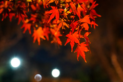 夜の紅葉