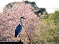 春を纏う