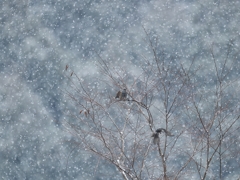 雪降る中で