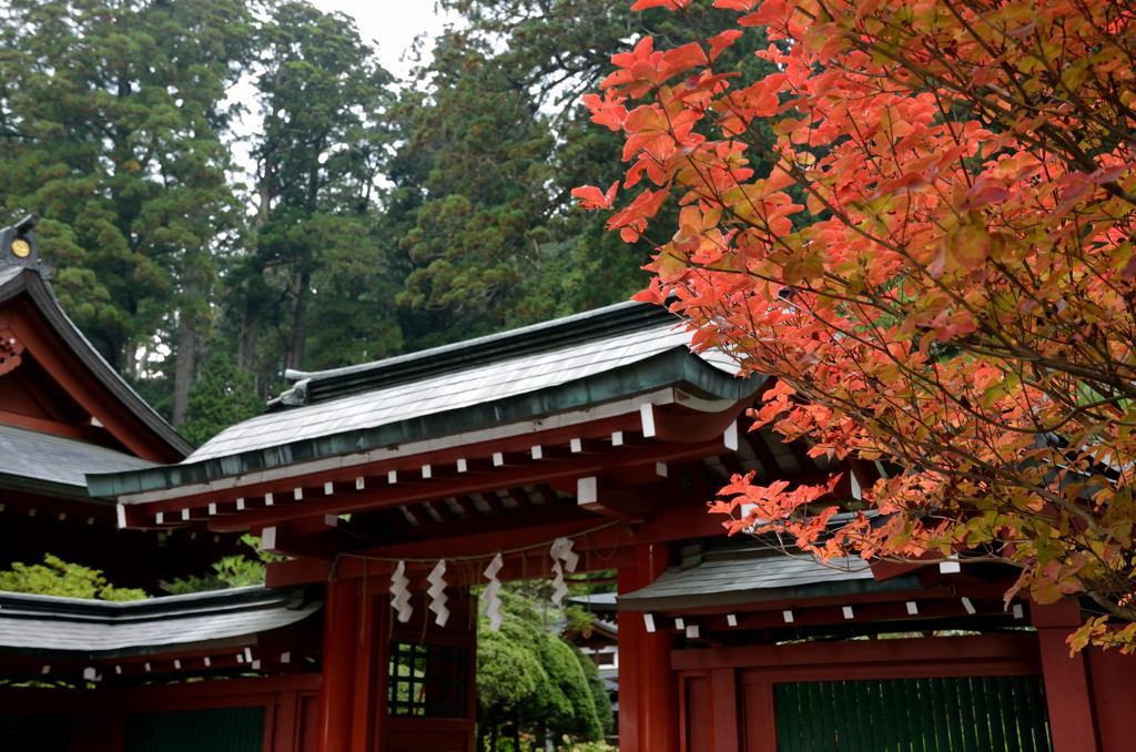 日光　二荒山神社の紅葉2