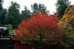 日光 二荒山神社の紅葉 日光 二荒山神社の紅葉