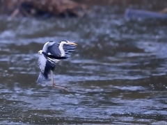 水上のマエストロ【アオサギ】