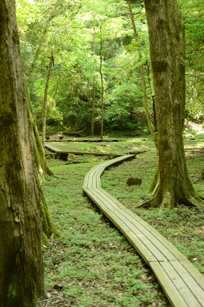 5月　新緑の回廊